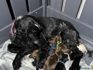 Cocker Spaniel dogs Show type cocker spaniel pups - Advert 12