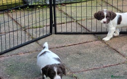 English Springer Spaniel dogs for sale: Beautiful litter kc reg springer spaniels - Advert 4