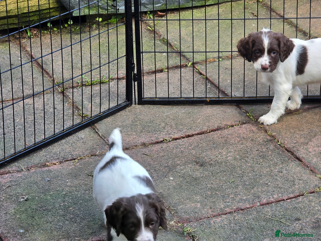 English Springer Spaniel dogs for sale: Beautiful litter kc reg springer spaniels - Advert 4