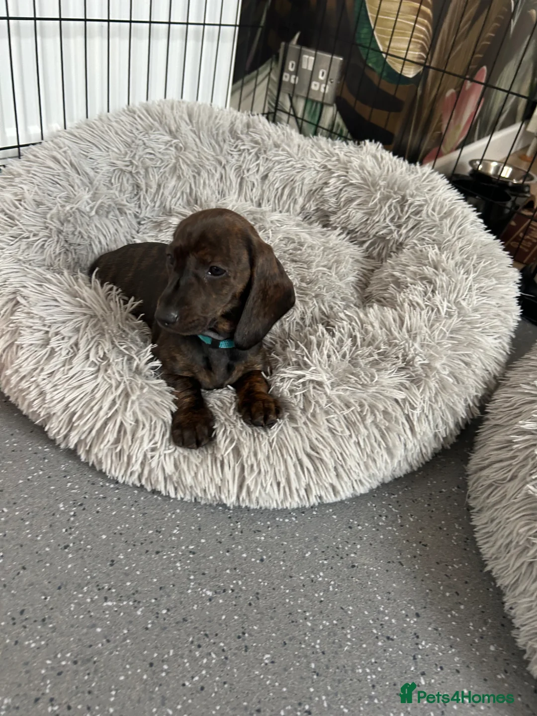 Dachshund dogs for sale: READY TO LEAVE NOW! 1 gorgeous girl available  - Advert 2