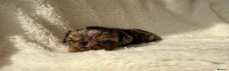 Cavapoo dogs for sale: ⭐️ ⭐️ 1 Rare Choc & Tan Female left! ⭐️ - Advert 37