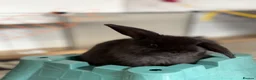 Mini Lop rabbits for sale: X 5 black beautiful fluffy mini lops  - Advert 9