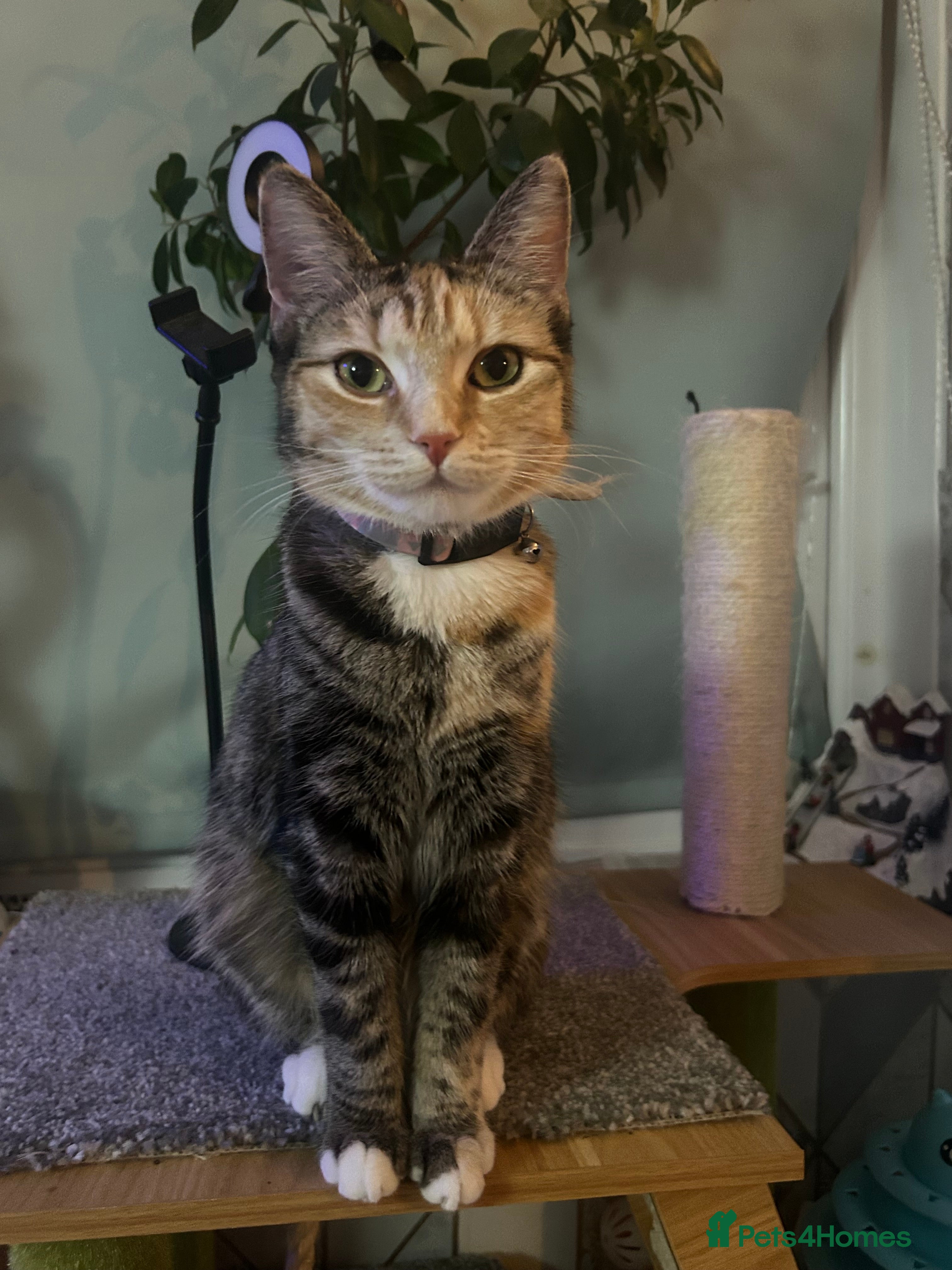 Mixed Breed cats Two females soCute 🥰  - Advert 2
