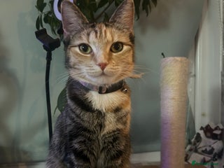 Mixed Breed cats Two females soCute 🥰 - Advert 2