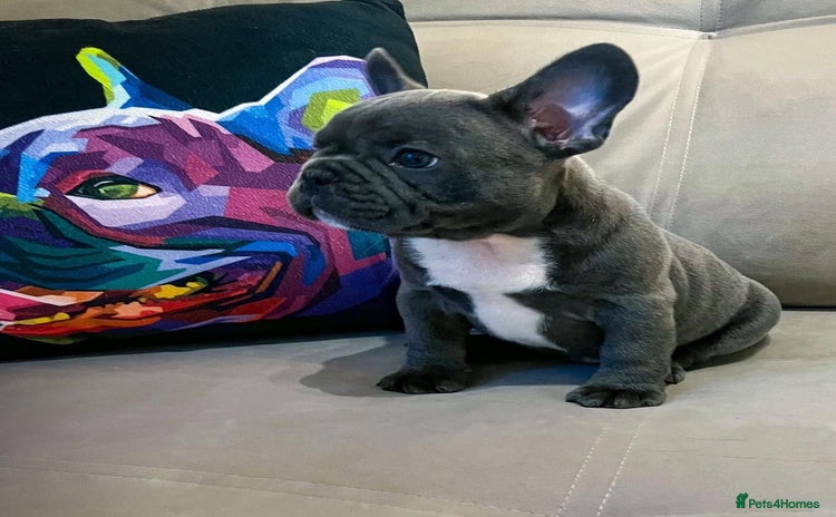 French Bulldog dogs - Advert 15