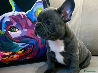 French Bulldog dogs - Advert 23