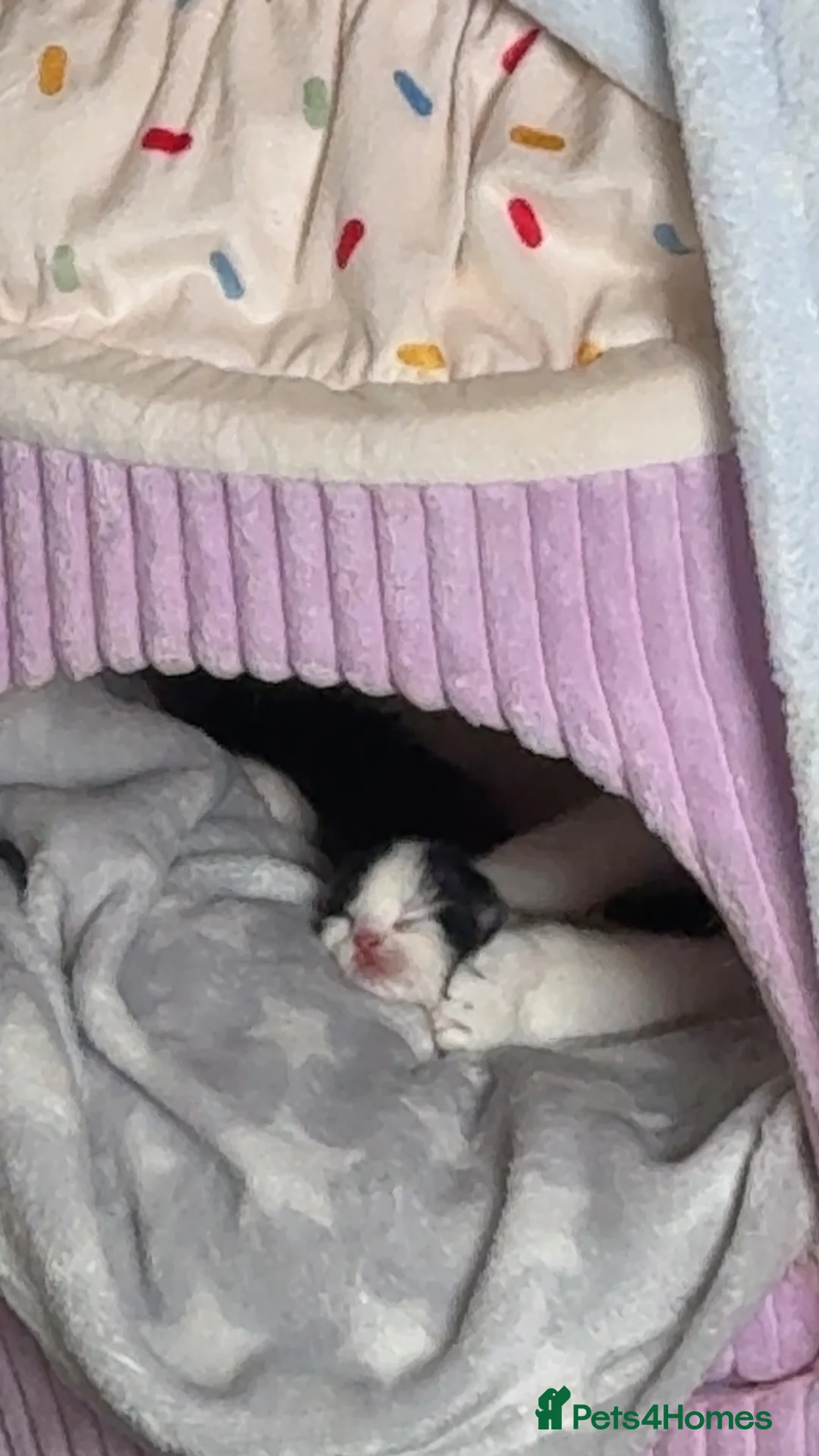 Mixed Breed cats for sale: 2 Beautiful Ragdoll Cross Kittens Ready Soon in Preston - Advert 12
