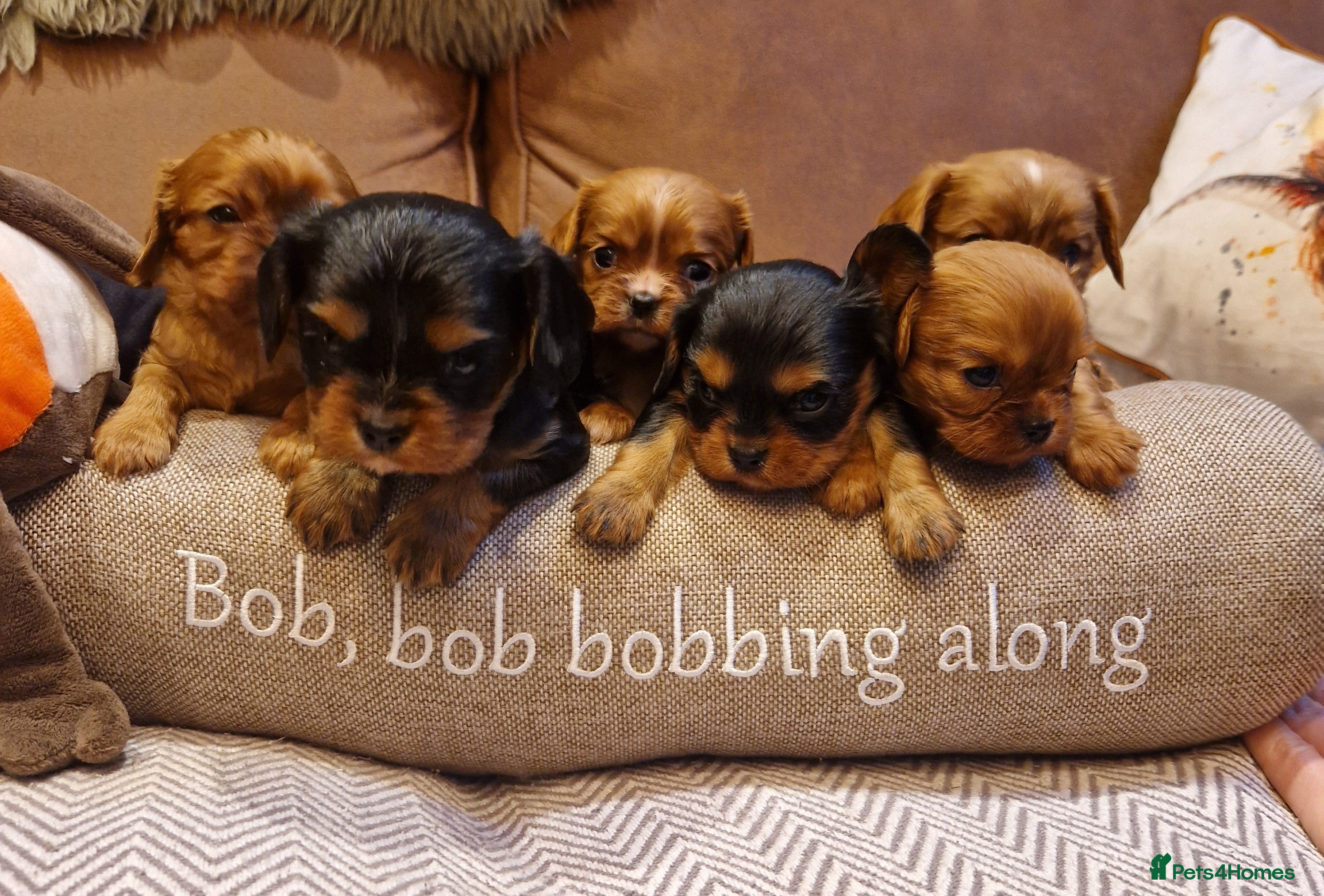 Cavalier King Charles Spaniel dogs Beautiful CKCS babies  - Advert 18