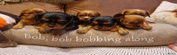 Cavalier King Charles Spaniel dogs for sale: Beautiful CKCS babies  - Advert 1