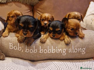 Cavalier King Charles Spaniel dogs Beautiful CKCS babies - Advert 6