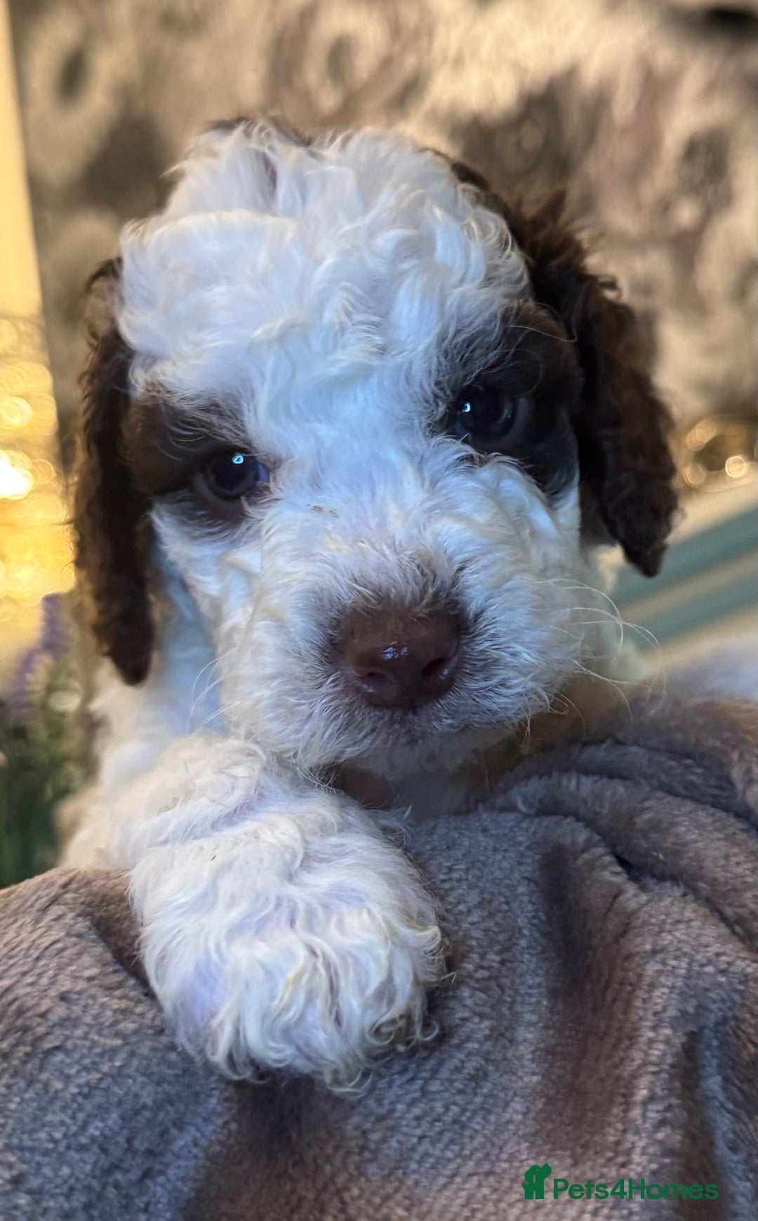 Cockapoo dogs for sale: Miniature Cockapoo Multi Generation  in Darwen - Image 24