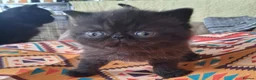 Exotic cats for sale: GCCF Registered Exotic Kittens  - Advert 4