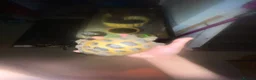 Turtle reptiles for sale: 3 Year old Russian turtle (horsfeild turtle) - Advert 9
