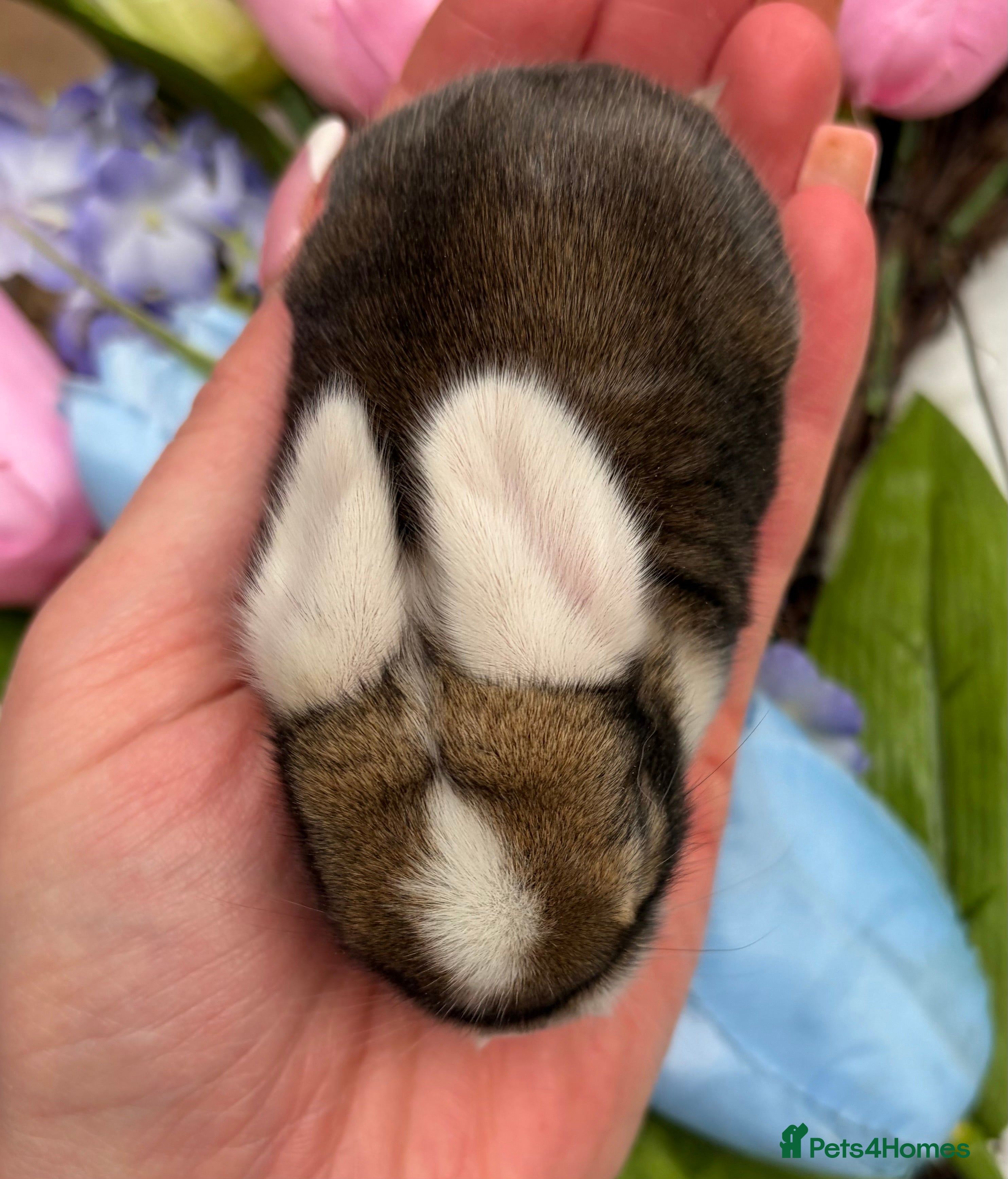 Mini Lop rabbits Well Socialised Baby Mini Lops - Advert 4