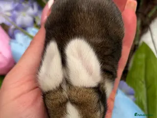 Mini Lop rabbits Well Socialised Baby Mini Lops - Advert 4