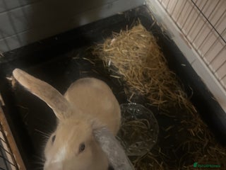 Mini Lop rabbits cappuccino female rabbit - Advert 18