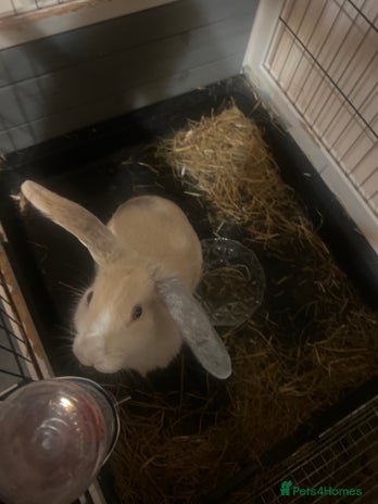 Mini Lop rabbits - Advert 12