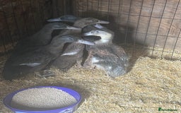 Ducks poultry for sale: Baby ducks for sale - Image 1