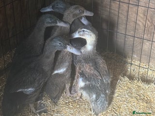 Ducks poultry - Advert 3