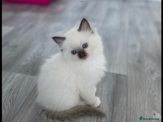 Ragdoll cats 🔷Exclusive Genuine 100 % Traditional Ragdolls - Advert 8