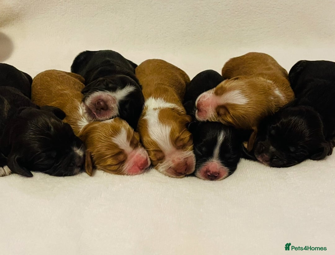 Cocker Spaniel dogs for sale: ❤️ Beautiful cocker spaniel puppies for sale ❤️ - Image 9