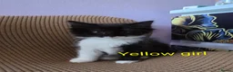 Mixed Breed cats for sale: Beauty litter of ragcoon -tuxedo cross  in Preston - Advert 14
