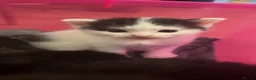 Ragdoll cats for sale: Fluffy Ragdoll-mixed kittens - Advert 28