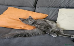 Maine Coon cats for sale: Blue Maine Coon kittens Tica registered in King's Lynn - Image 27