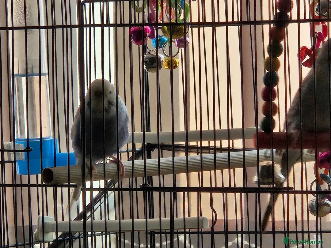 Budgerigars birds for sale: Male and female budgies in Manchester - Advert 2
