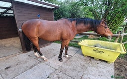Other Breed horses for sale: 15.1 Welsh x thoroughbred  - Image 8