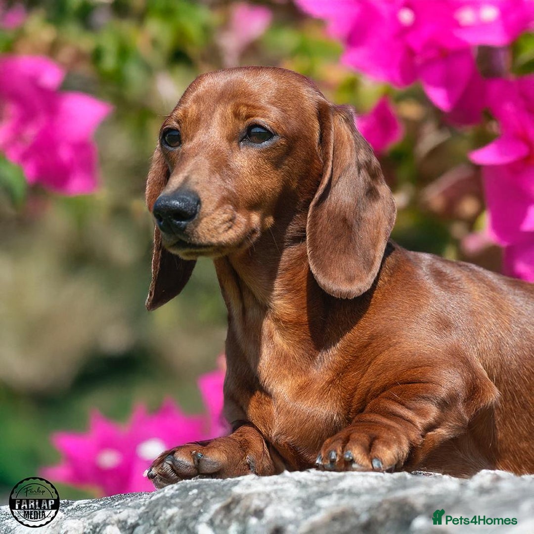 Miniature Dachshund dogs for sale: Kc reg mini smooths  - Image 5