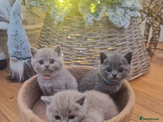 British Shorthair cats 🎅🎄Beautiful British Shorthair Kittens🎄🎅 - Advert 3