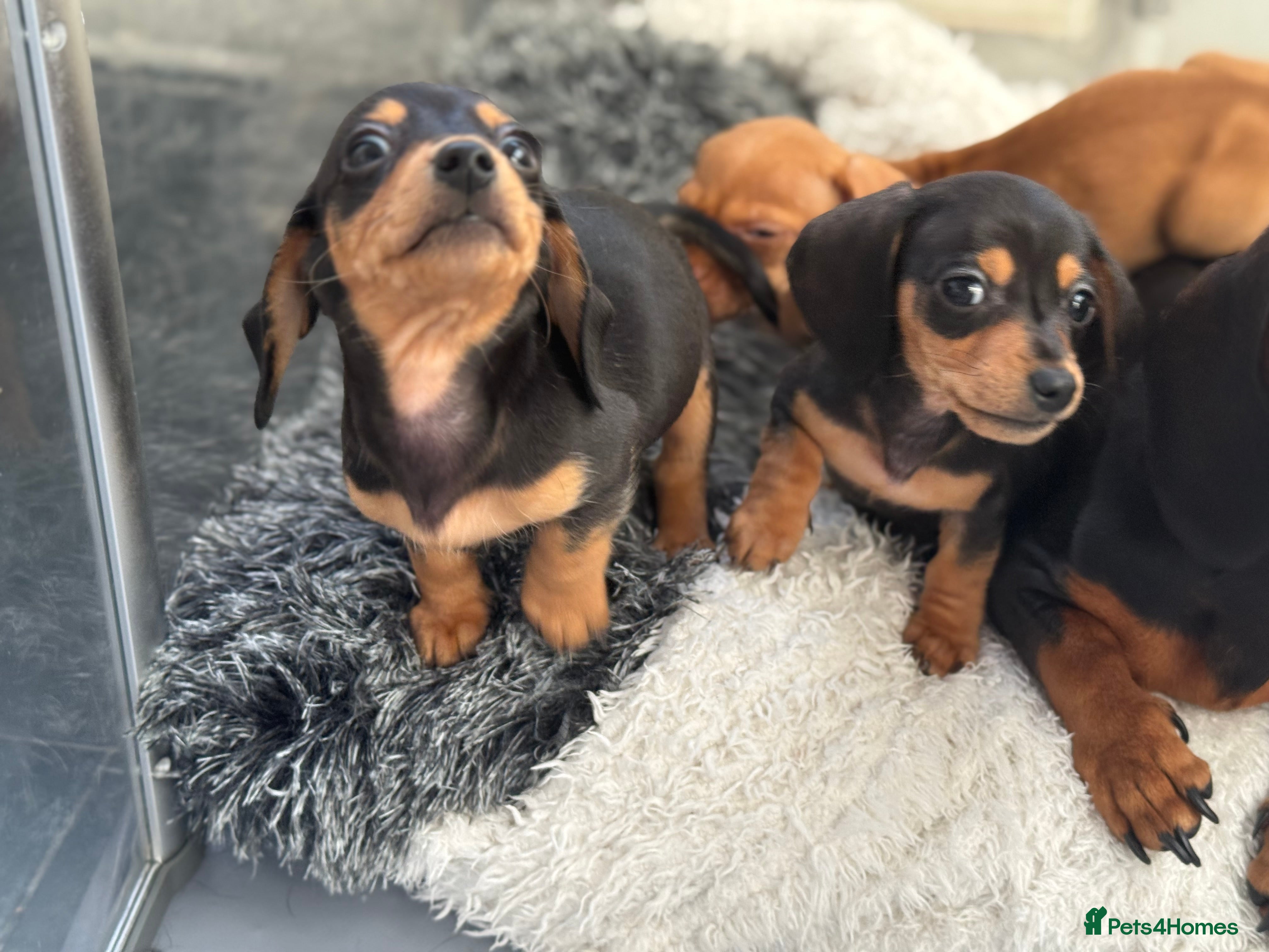 Miniature Dachshund dogs ✨Miniature Dachshund✨ 2 Black Boys left  - Advert 15