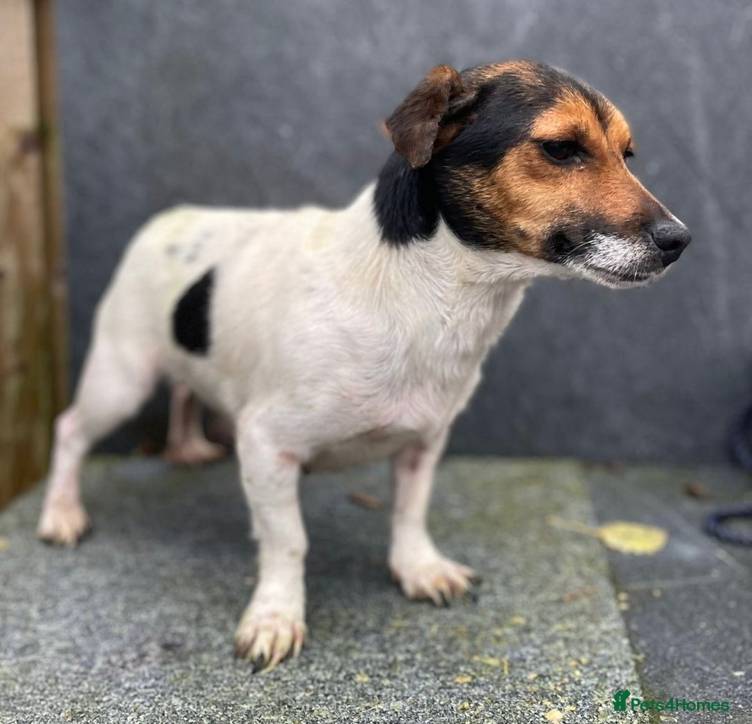 Jack Russell dogs for sale: 🔥Jack Russell Pups Available🔥 - Image 10