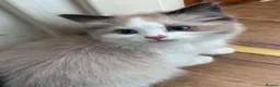Ragdoll cats for sale: Beautiful Ragdoll kittens  - Advert 5