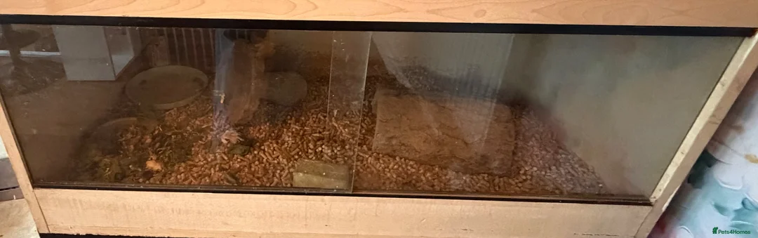 Tortoise reptiles for sale: Horsefield tortoise in Wallasey - Advert 2