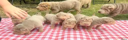 Shar Pei dogs for sale: QUALITY RARE lilac tan  puppy shar pei for sale  - Advert 4