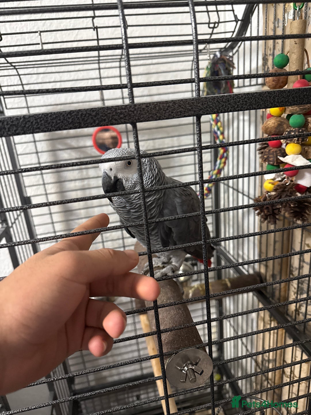 Parrots birds for sale: African grey for sale  - Advert 3