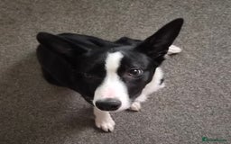 Border Collie dogs for sale: 16 week old female border collie for sale  - Image 2