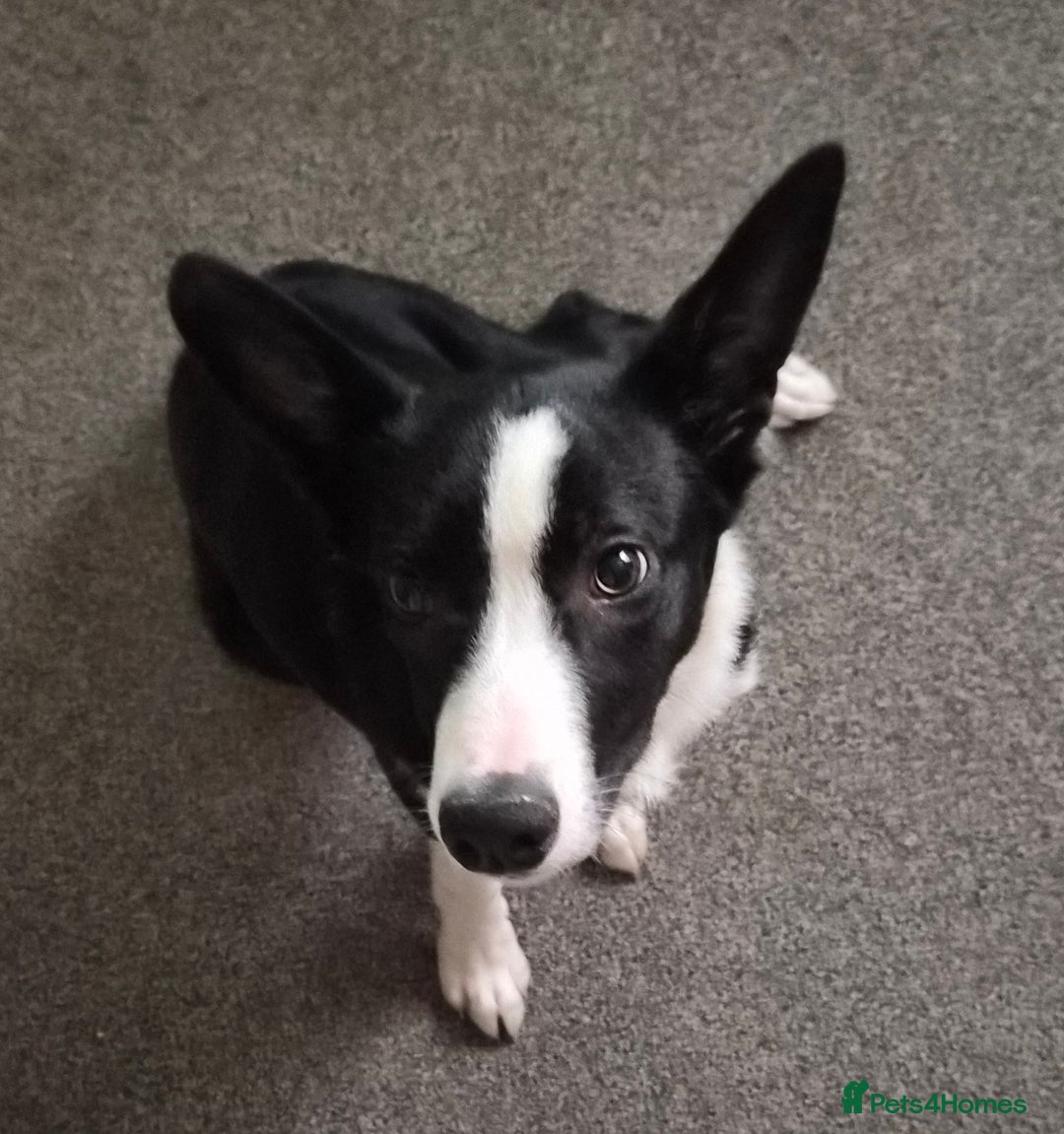 Border Collie dogs for sale: 16 week old female border collie for sale  - Image 2