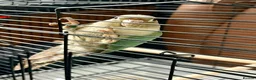 Conures birds for sale: Conure for rehoming  - Advert 1
