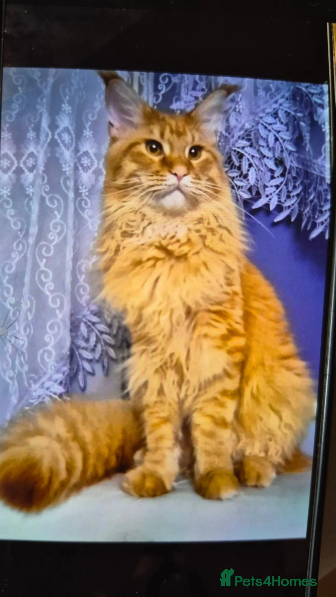 Maine Coon cats for sale: Maine Coon Boy - Advert 2