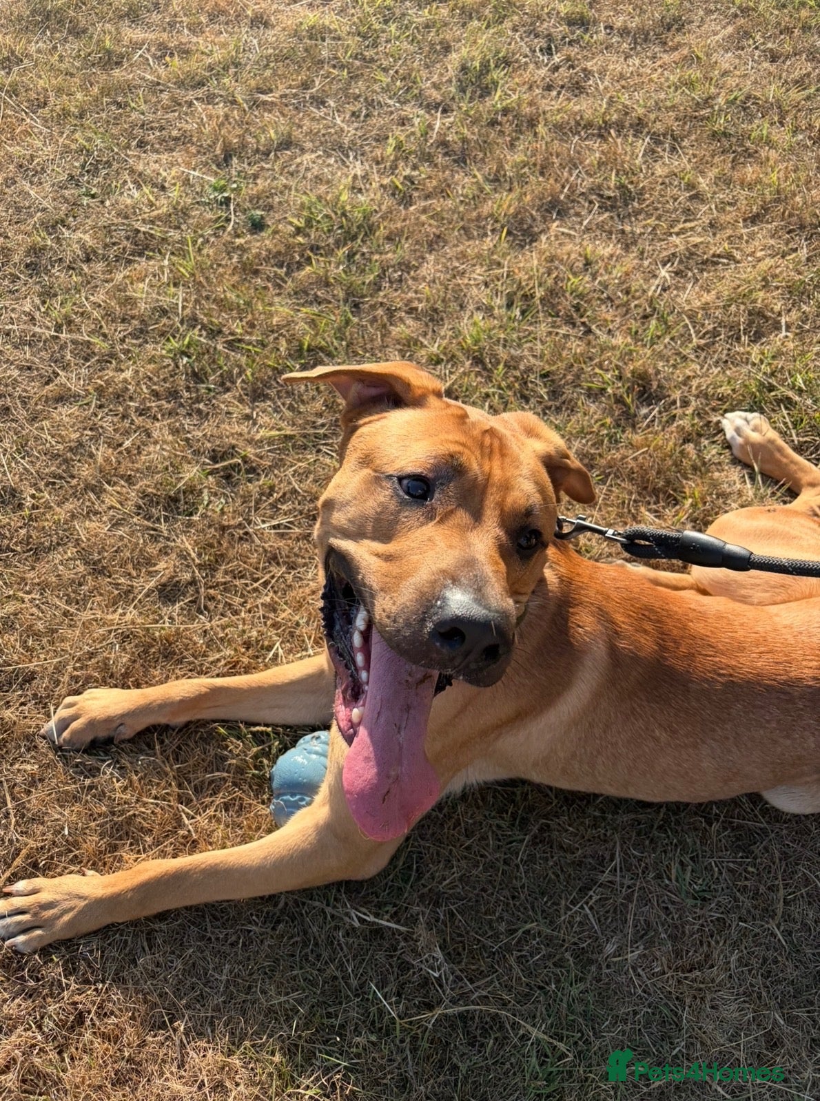 Mixed Breed dogs Dog for rehoming  - Advert 2