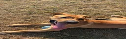 Mixed Breed dogs for sale: Dog for rehoming  - Advert 1