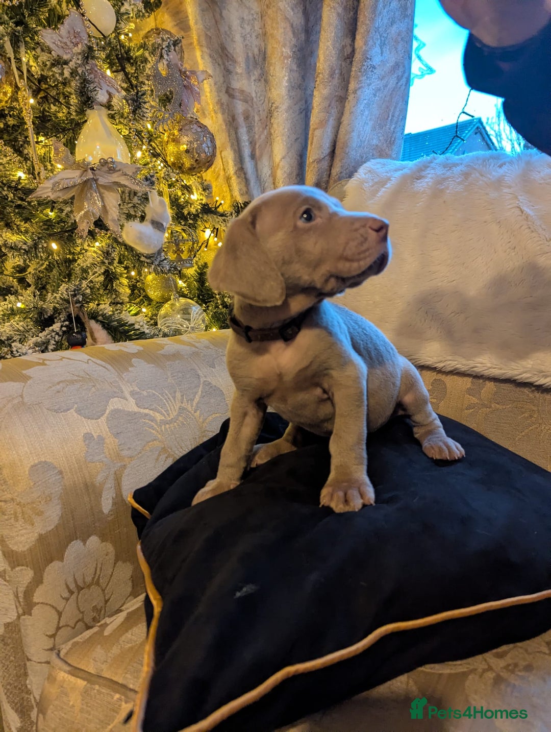 Weimaraner dogs for sale: Wiemaraner puppies - Advert 1