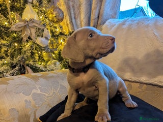 Weimaraner dogs Wiemaraner puppies - Advert 10