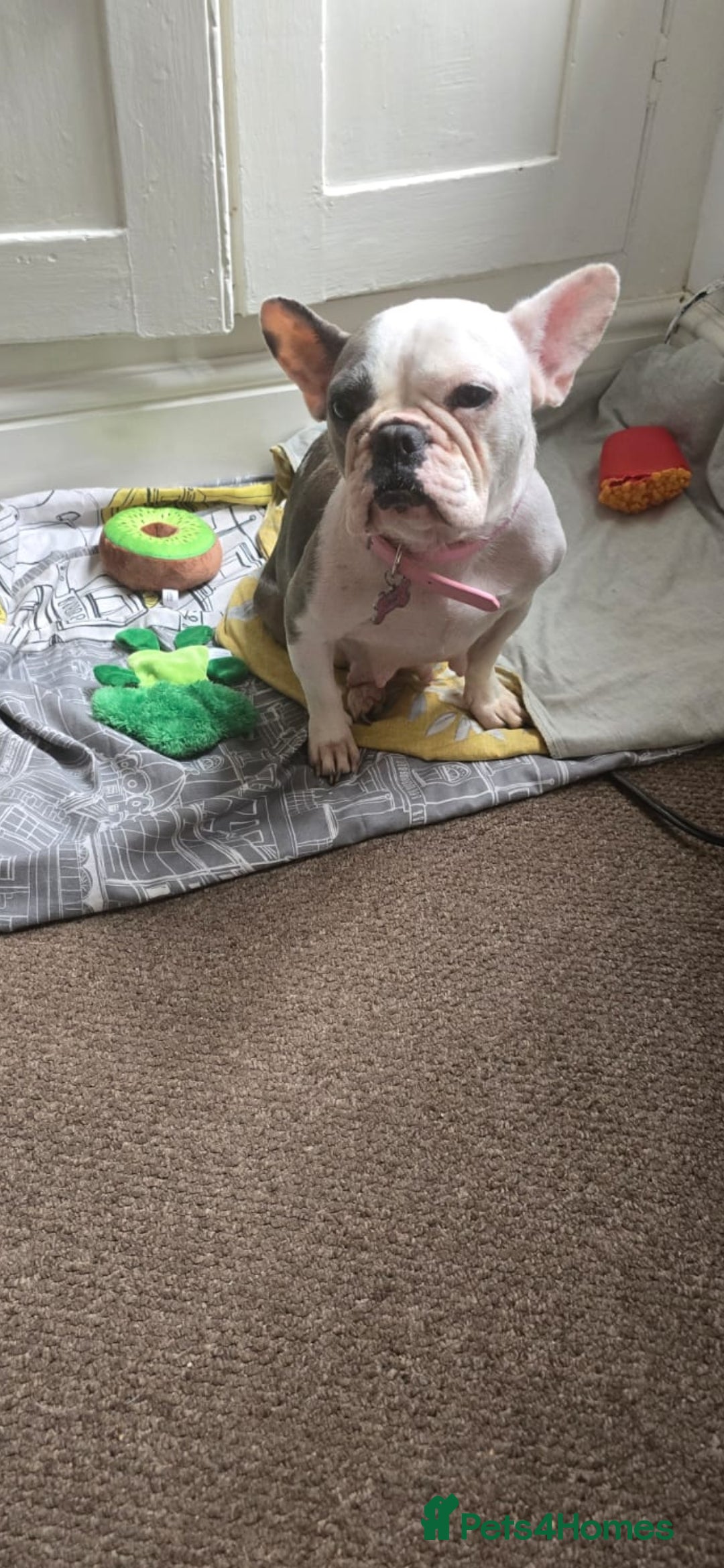 French Bulldog dogs for sale: 3yrs old French bulldog bitch  - Image 6