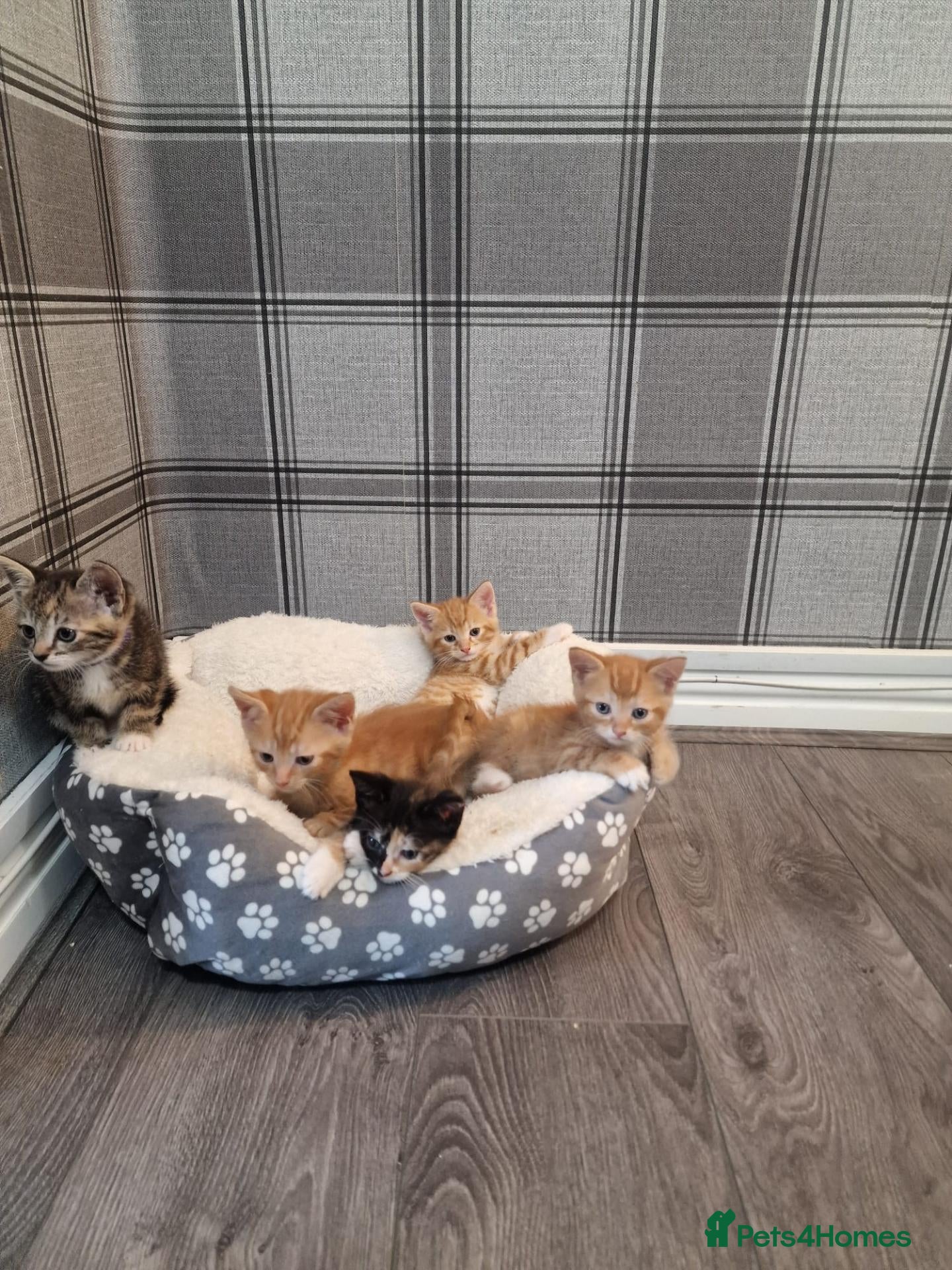 Mixed Breed cats Beatiful friendly kittens - Advert 5