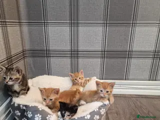 Mixed Breed cats Beatiful friendly kittens - Advert 5