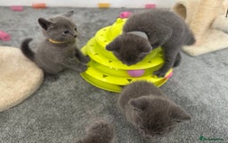 Russian Blue cats for sale: Russian Blue Kittens  - Advert 16